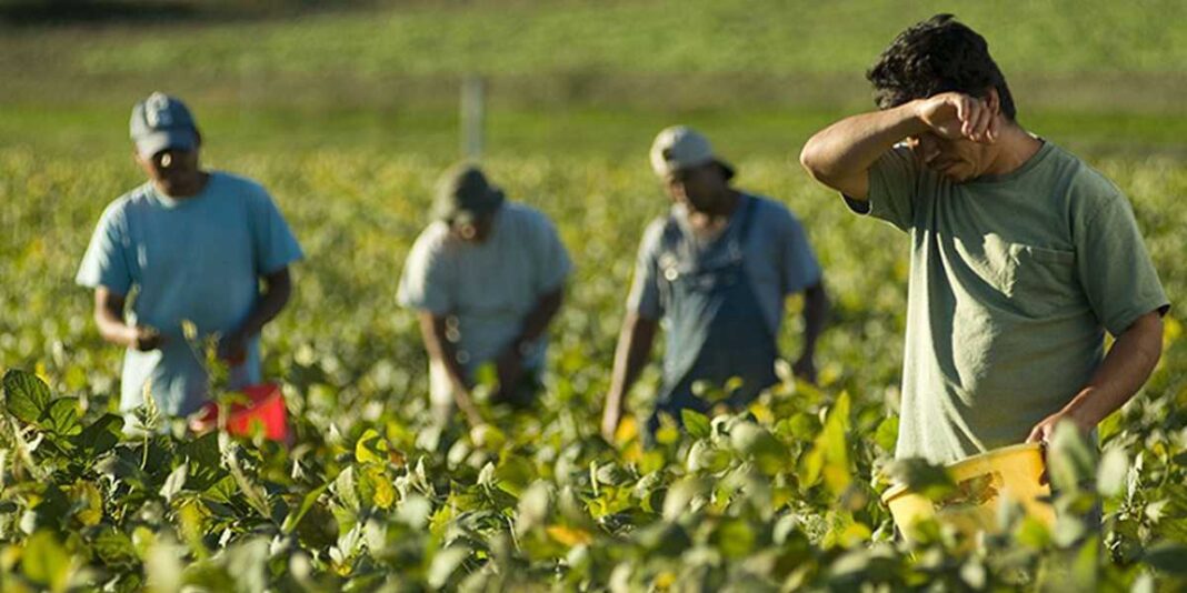 Ordinanza Regionale 258/2022 Lavoro agricolo estivo